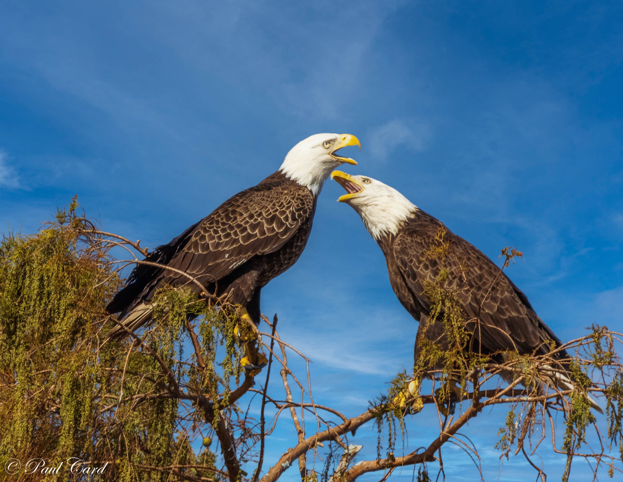 Wildlife Photography Boat Tours Jacksonville, FL Card Photo Tours