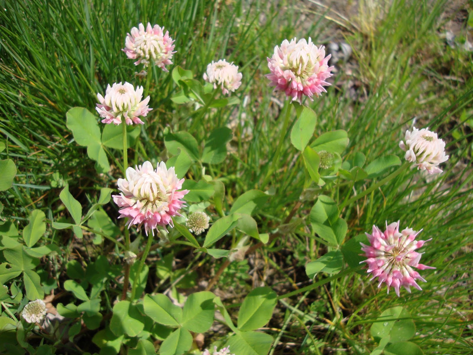 Clover Edible and Medicinal Uses Missie's Kitchen